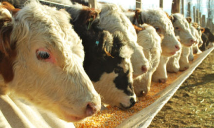 Aprobada una moción para regular la ganadería intensiva en Iruña de Oca