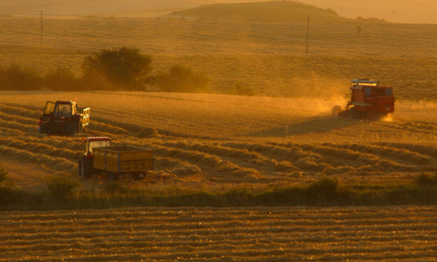 Los agricultores apuran el final de una cosecha «escasa y desigual»