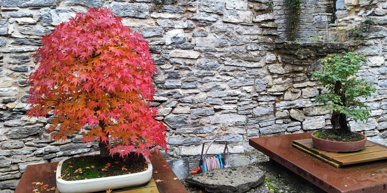 El Jardín Botánico de Santa Catalina cerrará la temporada superando los 11.000 visitantes