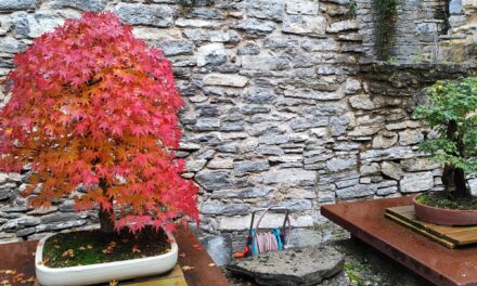 El Jardín Botánico de Santa Catalina cerrará la temporada superando los 11.000 visitantes
