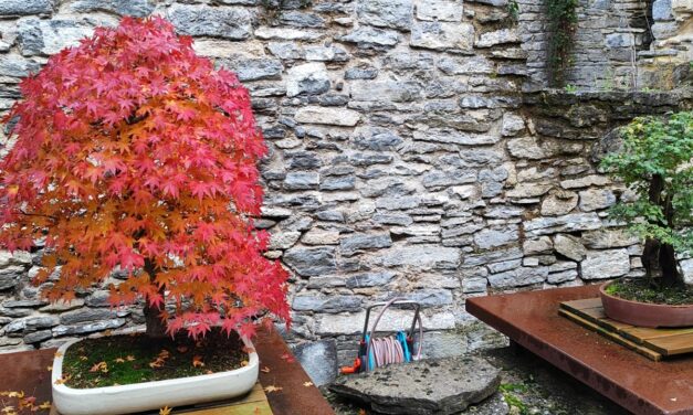 El Jardín Botánico de Santa Catalina cerrará la temporada superando los 11.000 visitantes